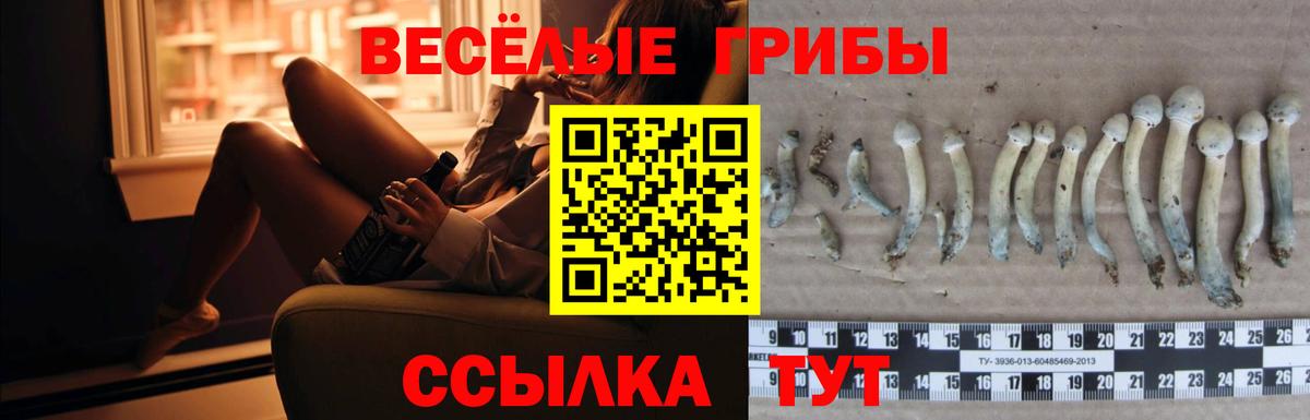 Псилоцибиновые грибы Psilocybe Гурьевск